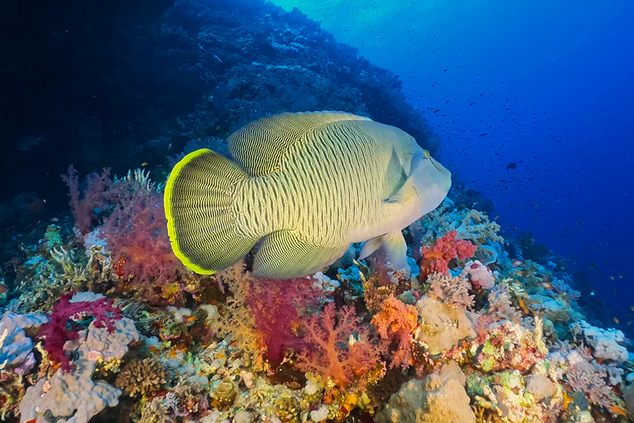 wyjazd Safari nurkowe